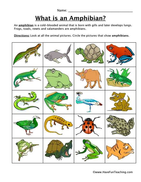 How to teach Amphibian Classification Using this Amphibian Classification Worksheet, students ...