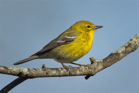 Try Cuyahoga Valley National Park for Photographing the Spring Bird Migration | Martin Belan