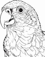Parrot Coloring Page sketch template