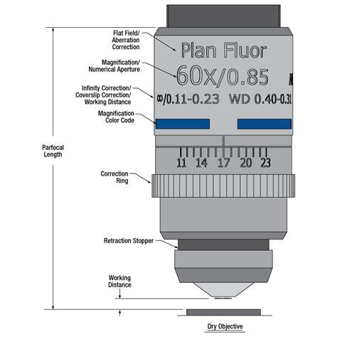 Microscope Objective Lens Diagram - Micropedia
