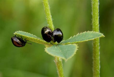 7 Little Black Bugs That Bite | Identification, Habitat, and Behavior ...