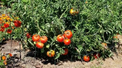 Tomatoes: Growing & Care | ASHLAND GARDEN CLUB