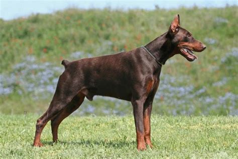 Top 10 Most Dangerous Dog Breeds In The World