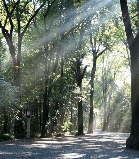 Creating Serenity: The Construction of the Meiji Shrine Forest | Nippon.com