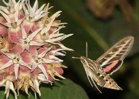 Hummingbird Moth Size