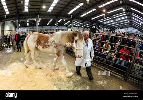 Showing a Clydesdale horse at a horse show Stock Photo - Alamy