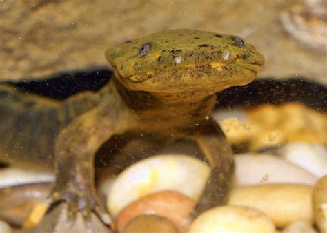 Ozark Hellbender (Cryptobranchus alleganiesis bishop) - Encyclopedia of ...