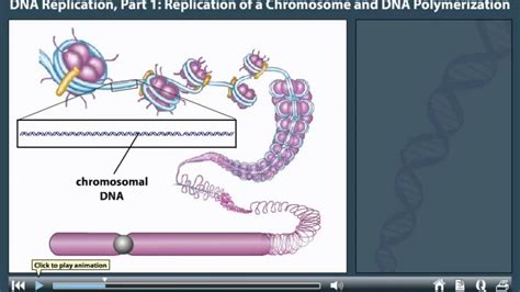 Dna Replication Animation