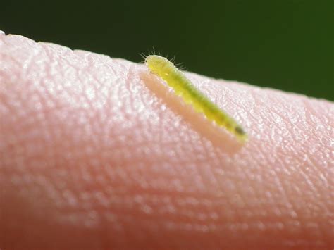 tiny green caterpillar by harrietbaxter on DeviantArt