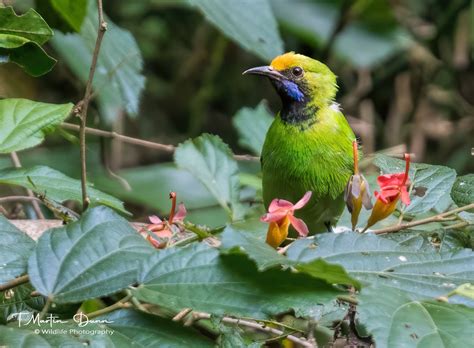 Birding in Goa - Wildlife Photography India