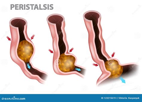 Peristalsis Is The Contraction Of The Muscles Of The Organs Of The Digestive Tract Allowing The ...