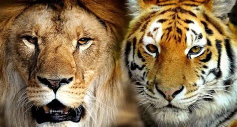 Diferencias entre el TIGRE y el LEÓN ¿Quién es más fuerte?