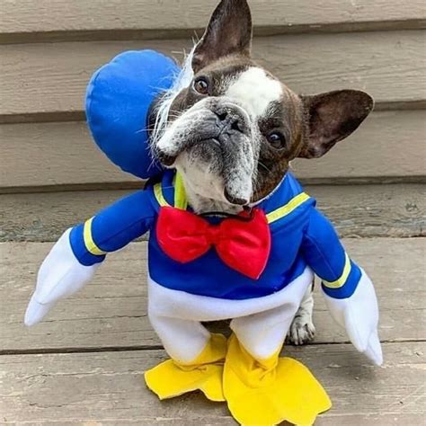 Is he a duck or dog ... | Pet costumes, Dog costumes, Dog halloween