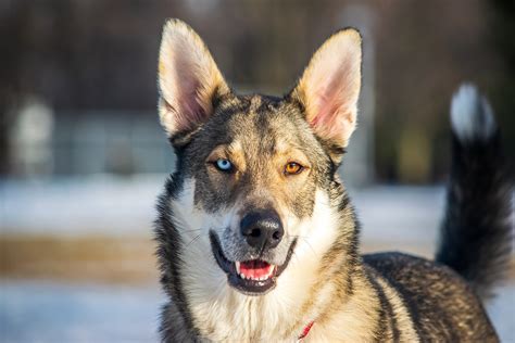 Heterochromia in Dogs