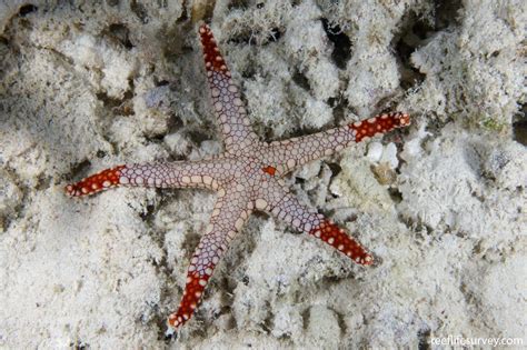 Fromia monilis - Marbled Seastar | ReefLifeSurvey.com