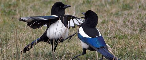 17 Best images about magpies on Pinterest | Coyotes, Animal pictures and Search