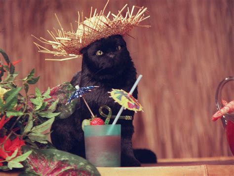 The 10 Most-Loved Cats on TV (PHOTOS)