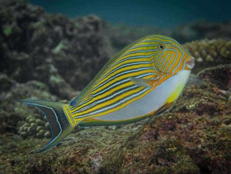 Acanthurus lineatus – Lined Surgeonfish - AquaInfo