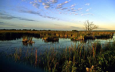 Horicon Marsh – Wisconsin Important Bird Areas