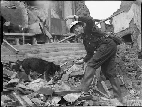 AIR RAID PRECAUTIONS DOG AT WORK IN POPLAR, LONDON, ENGLAND, 1941 (D 5945)