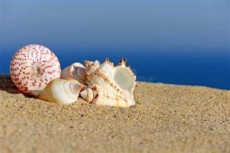 Hi Res Sea Shells On Sandy Beach Stock Photo - Image of vacation, shore: 129422