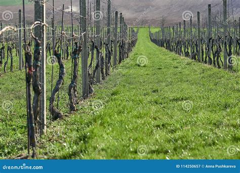 Rows of Vineyards in Summer, South Moravian Region, Czech Republic. Stock Image - Image of grape ...