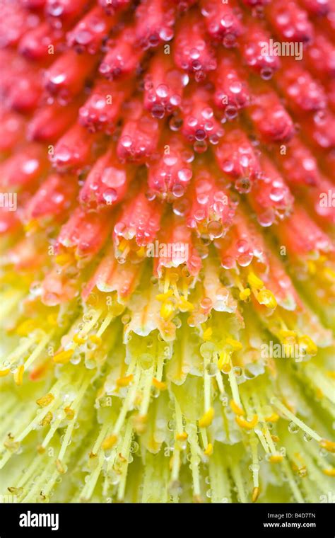 Close up of flower stamen Stock Photo - Alamy