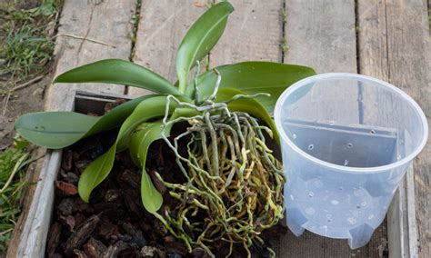 How to Repot an Orchid: Step by Step Guide - Brilliant Orchids