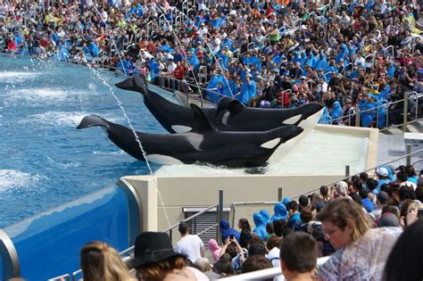 Will End of Orca Breeding Change Much for Captive Animals? (Op-Ed) | Live Science