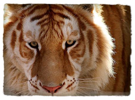 I Spy Animals: Golden Tabby Tigers