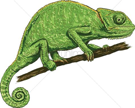 Chameleon Vector at Vectorified.com | Collection of Chameleon Vector ...