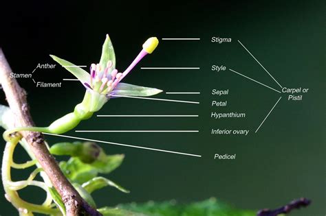 Biology Pictures: Parts of the Flower