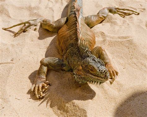 Desert Iguana Stock Photos - Image: 7299363