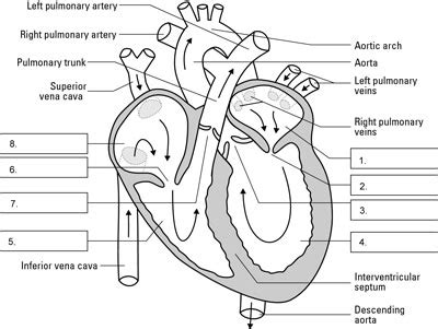 Circulatory System Labeled Heart