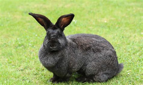 Rabbit Predators: What Eats Rabbits? - A-Z Animals