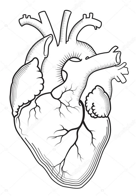 Heart. The internal human organ, anatomical structure. — Stock Vector ...