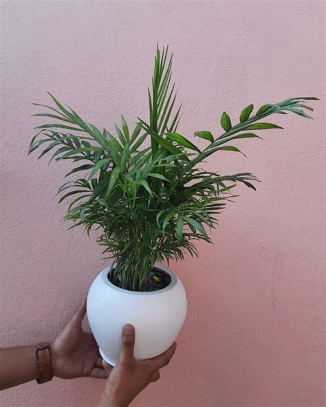 Breathe Easy With These Air Purifying Houseplants!