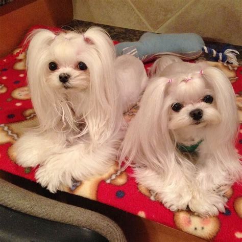 Pin by Starlingale Shelton on Maltese in 2020 | Maltese dogs, Maltese ...