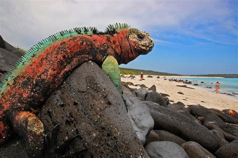 Israeli Experts Called Upon To Help Preserve Galapagos Islands ...