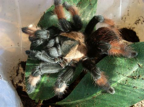 Brachypelma emilia | Arachnoboards