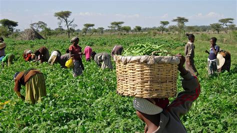 Guinness partners Stanbic IBTC to support Nigerian farmers ⋆