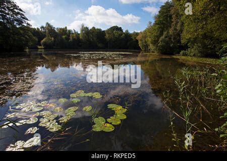 Lake at Swanwick Lakes Hampshire and Isle of Wight Wildlife Trust ...