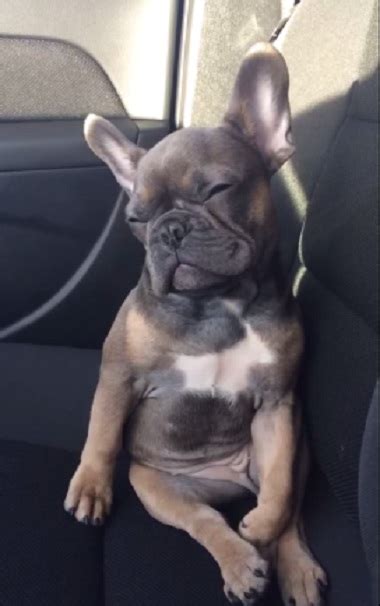 The 14 Most Awkward French Bulldog Sleeping Positions