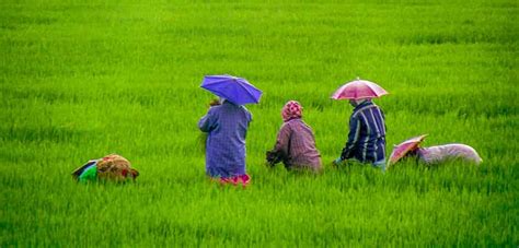 Kuttanad, Rice Bowl of Kerala, Paddy Fields, Kuttanad Fishing, Kuttanad Tourism, Alleppey ...