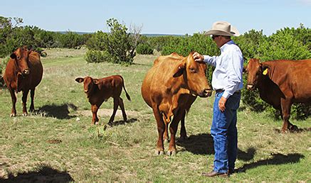 History of the Beefmaster Breed | Isa Beefmasters