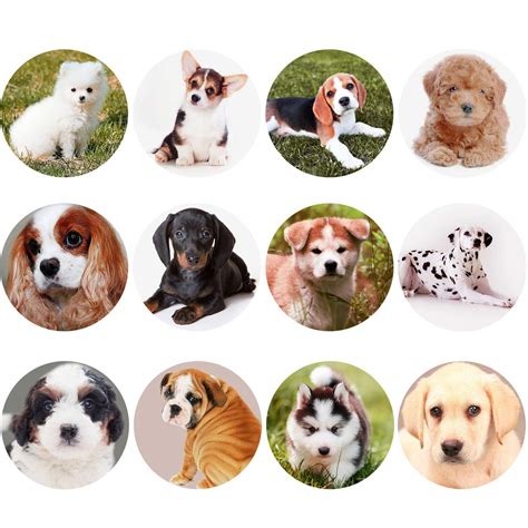 Buy Outus 300 Pieces Dog Stickers 1.5 Inch Puppy Stickers Adorable ...