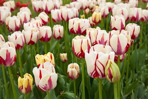 14 Types of Tulips for Your Garden