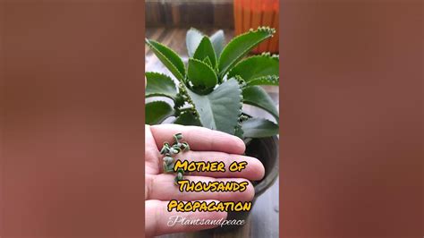 Mother of Thousands Propagation #plants #gardening #propagation - YouTube