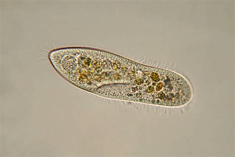 Paramecium Slide Labeled