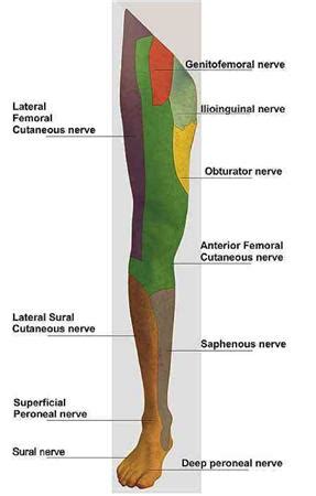 Femoral nerve - Anatomy - Medbullets Step 1